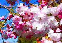 Blossom Tree